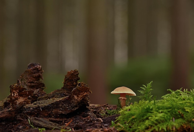 Champignon dans l'herbe