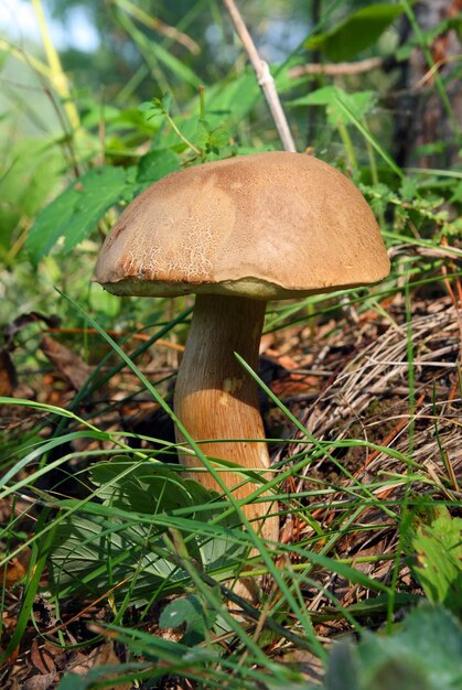 Champignon dans l'herbe