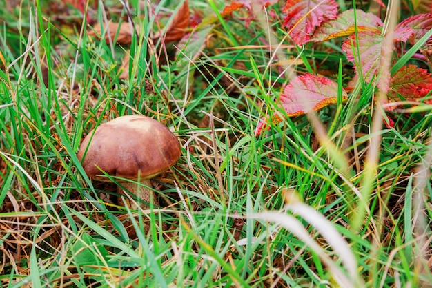 Champignon dans la macro de forêt, forêt, gros plan