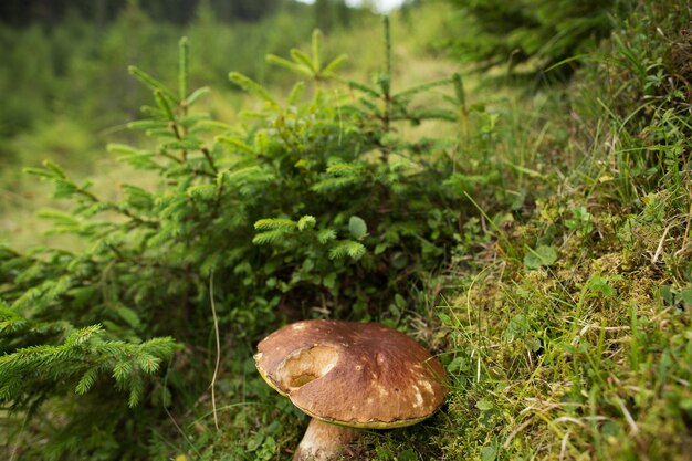 Champignon dans la mousse verte dans les montagnes