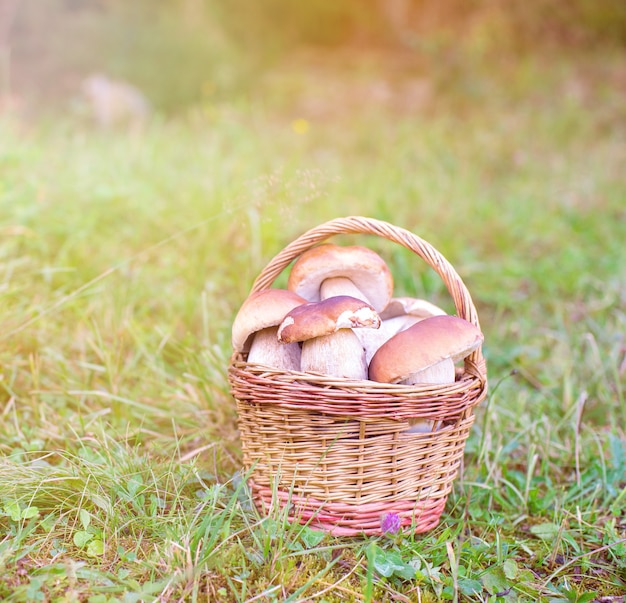 Un champignon dans le panier o le pré