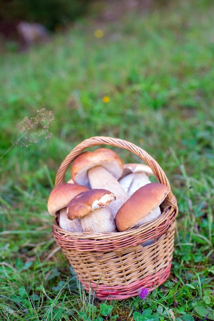 Photo un champignon dans le panier o le pré