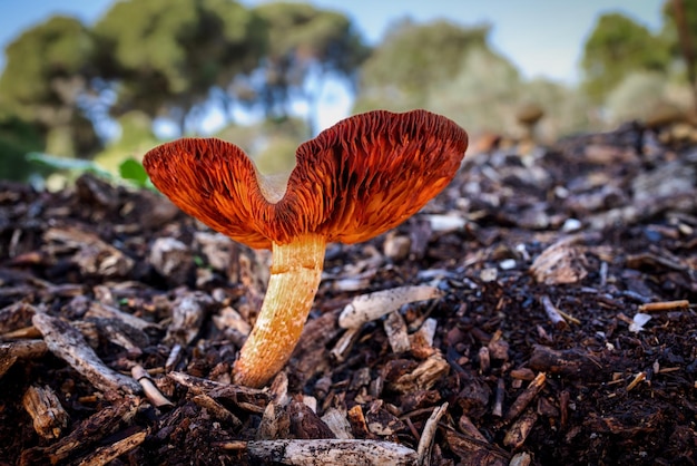 Champignon dans la pinède.