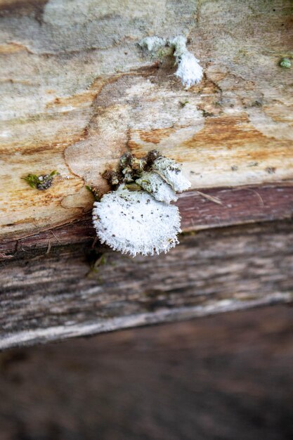 Photo un champignon est assis sur une bûche dans les bois.