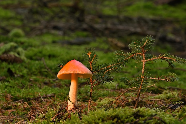 Un champignon est dans la forêt avec un arbre sur le côté gauche.