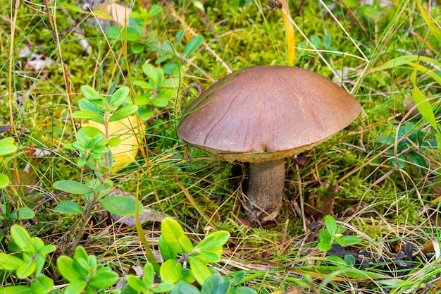 Un champignon est dans l'herbe avec le mot champignon dessus.