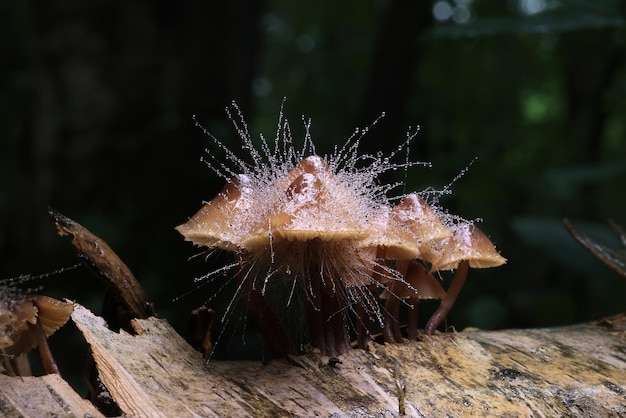 champignon est un parasite sur le champignon Spinellus fusiger