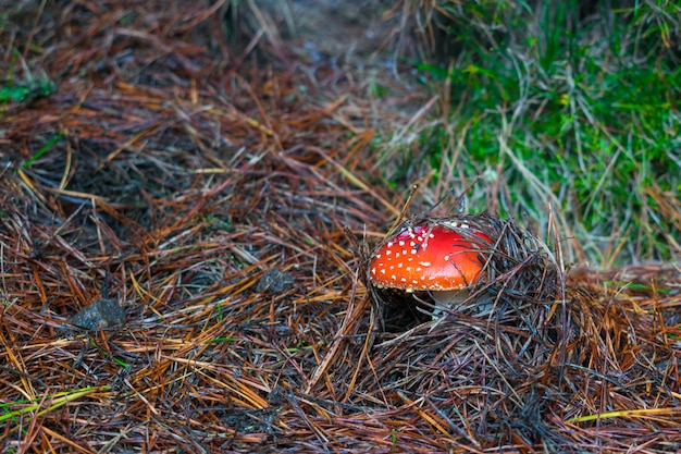 champignon - falsa Oronja