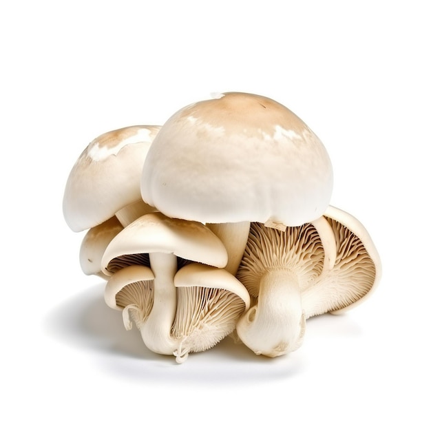 Champignon sur fond blanc IA générative