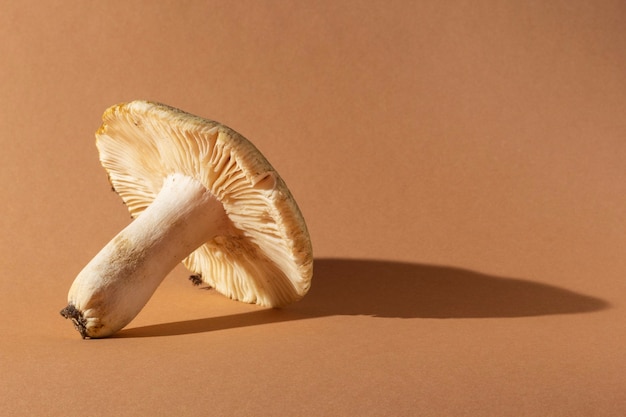 Champignon Forestier Sur Fond Beige