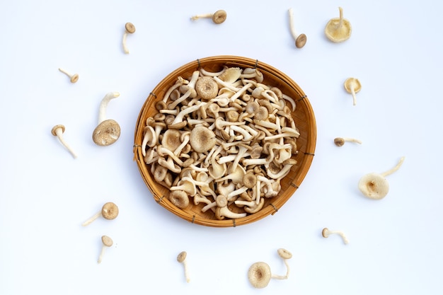 Champignon frais sur fond blanc. Lentinus squarrosulus mont