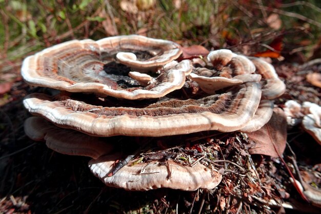 champignon frais de la forêt d'automne sauvage