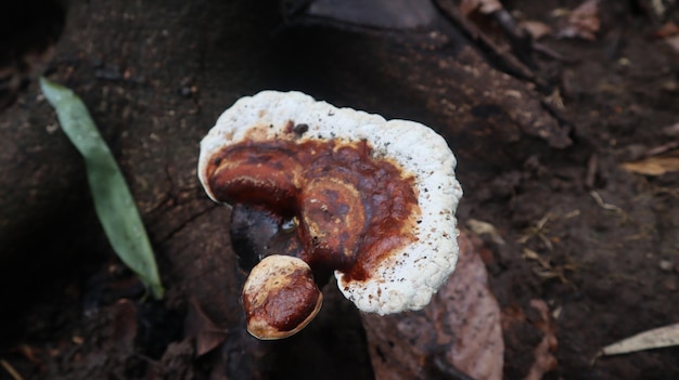 Champignon Ganoderma qui se développe sur les arbres altérés pendant la saison des pluies