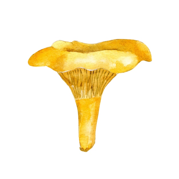 Champignon Girolle