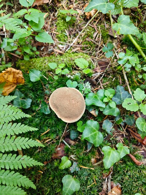 Photo champignon gris dans la mousse