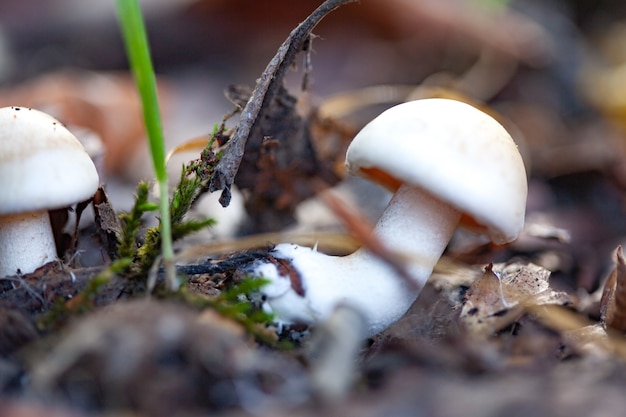 Champignon avec de l'herbe dans la forêt