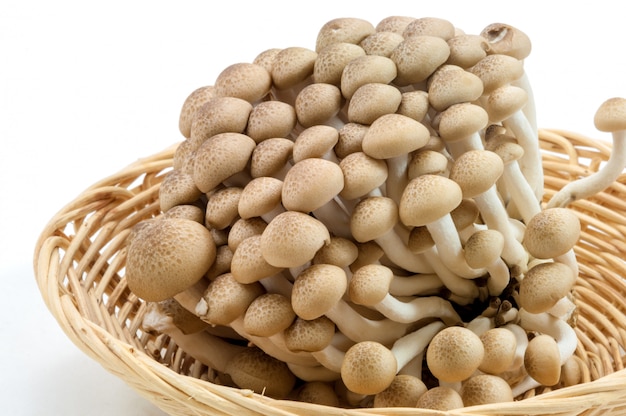 Photo champignon de hêtre brun sur fond blanc