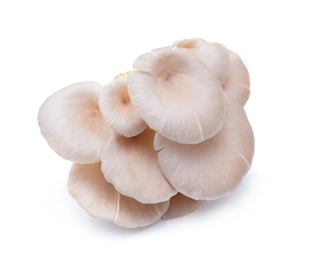 Champignon huître isolé sur blanc