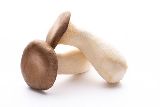 Champignon huître roi sur blanc.