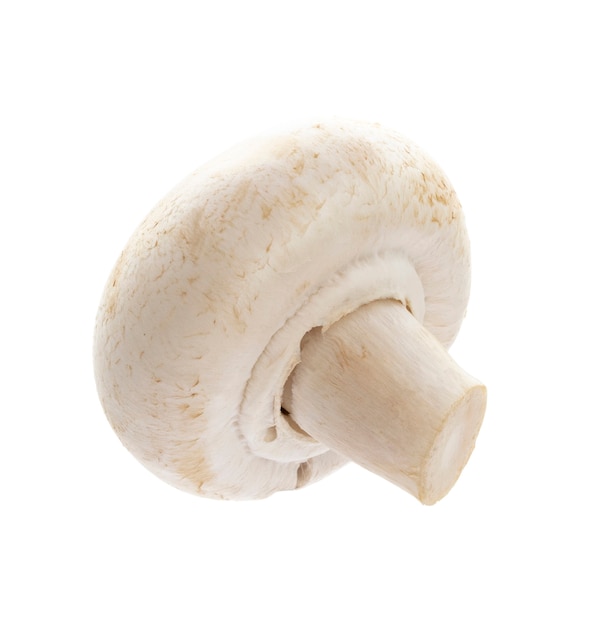 Champignon Isolé Sur Fond Blanc