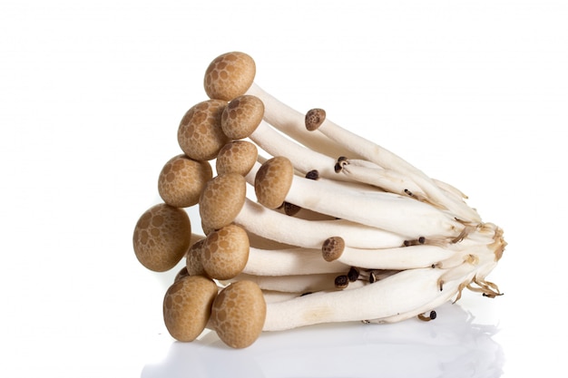 Champignon isolé sur fond blanc.