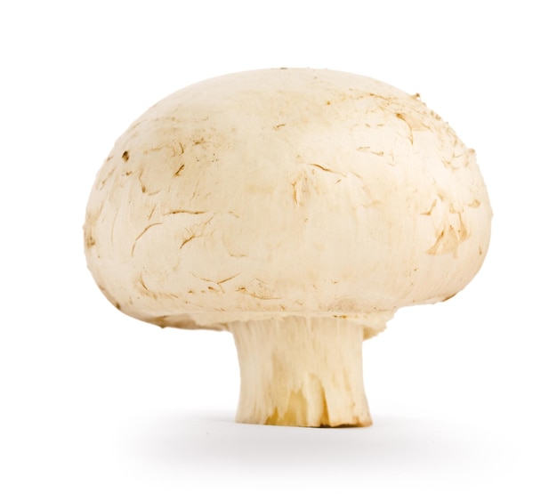 Champignon isolé