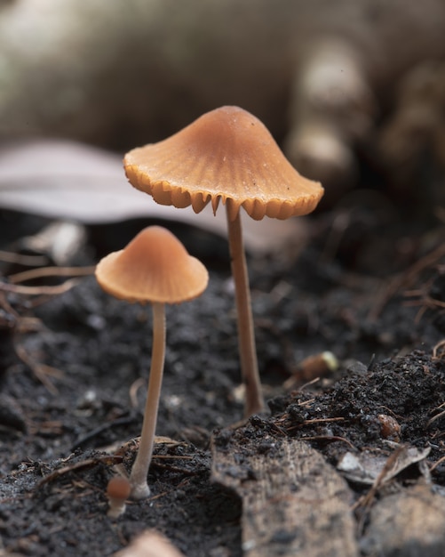 Champignon jaune dans la nature de la saison des pluies