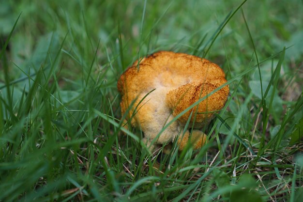 champignon jaune sur fond d'herbe verte