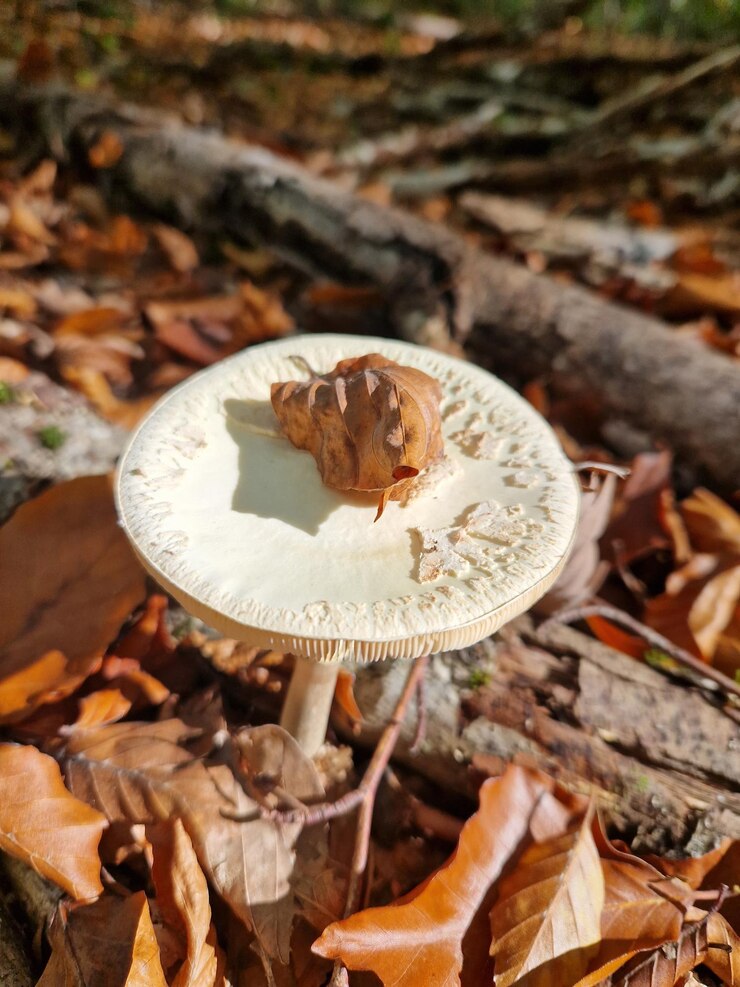 Photo le champignon joli