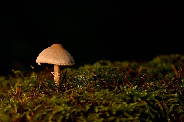 Un champignon sur un journal moussu avec un fond noir.