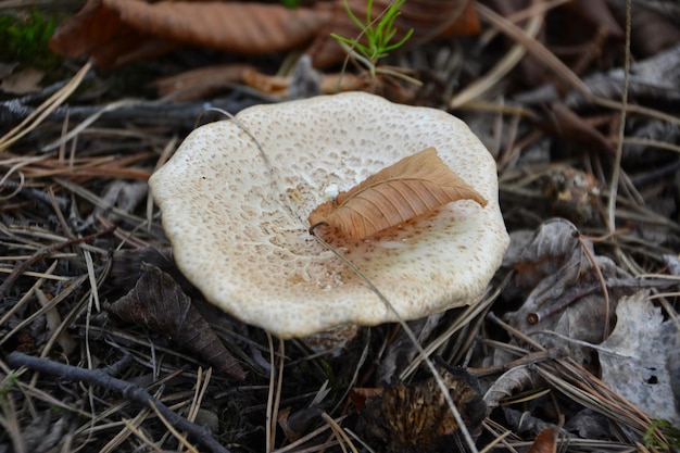 champignon de lait isolé sur le sol, gros plan