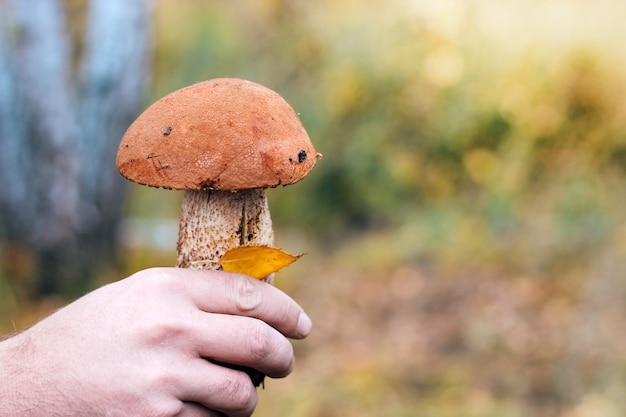 Champignon Leccinum aurantiacum, cèpes