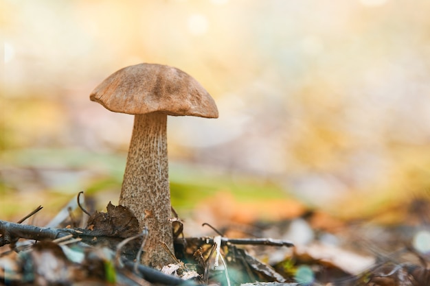 Champignon Leccinum versipelle. Bolet de bouleau orange dans la forêt d'automne. Collection saisonnière de champignons comestibles