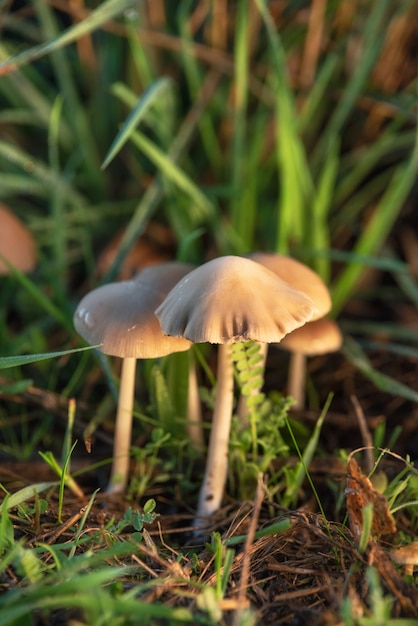 Champignon Liberté Hallucinogène Champignons ou Psilocybe semilanceata dans l'herbe verte