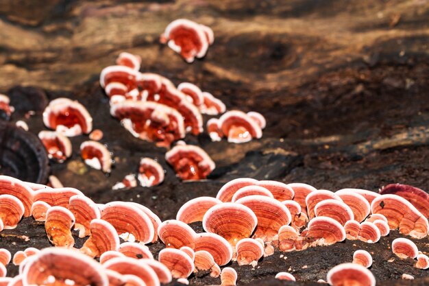 Champignon Ling Zhi sur bois