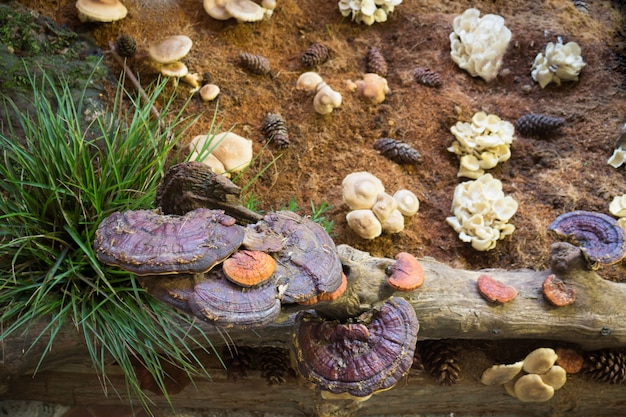 Champignon Lingzhi ou champignon Reishi au festival gastronomique