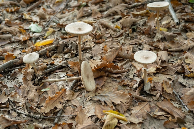 Le champignon Macrolepiota excoriata pousse dans la forêt Macrolepiota procera en mise au point sélective de l'herbe