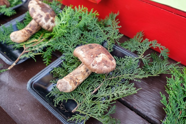 Champignon Matsutake souillé sur plateau avec feuille de pin