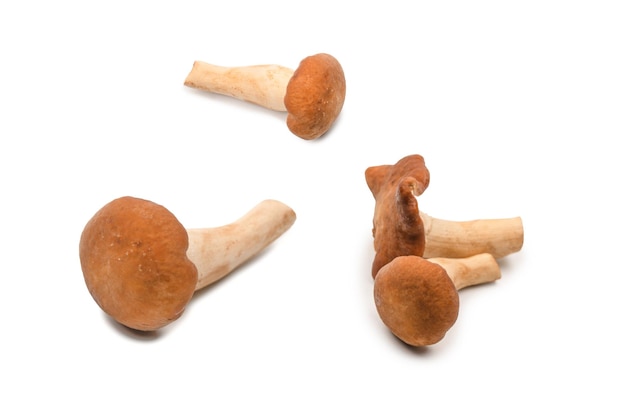 Champignon de miel cru isolé sur fond blanc