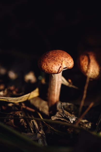 Champignon de miel dans une forêt