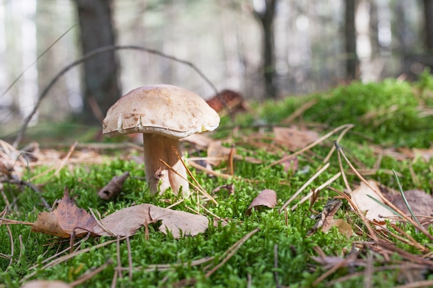 Le champignon mignon pousse dans l'herbe dans la forêt. Belle petite calotte brune d'un cep est au centre. C'est un aliment diététique végétarien.