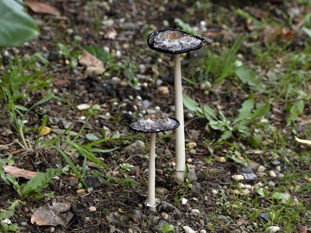 Champignon en milieu naturel