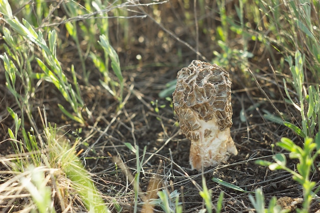 Champignon Morel, récolte d&#39;automne, faune