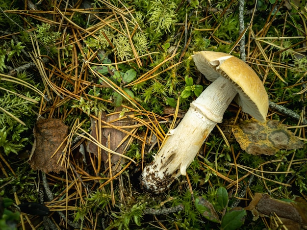 Le champignon mortel Amanita phalloides Champignon cueilli dans une clairière forestière