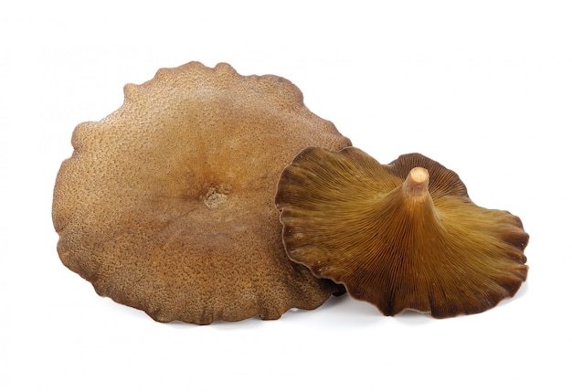 Photo champignon, nom du nord de la thaïlande en hedlom (lentinus polychrous lev.) sur fond blanc.