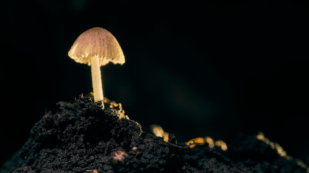 Champignon de nuit avec fond de branches vertes