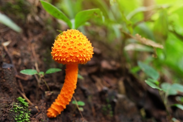 Champignon orange poussant dans la forêt tropicale et les plantes des forêts tropicales