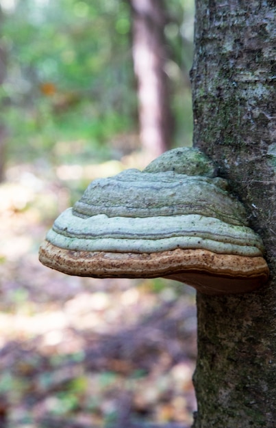 Un champignon parasite sur le tronc d'un arbre mort Polyporus