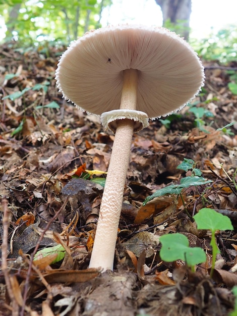 Photo le champignon parasol macrolepiota procera est une espèce de champignons de la famille des champignons.