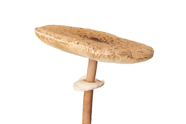 Champignon parasol Macrolepiota procera isolé sur fond blanc champignon brun avec big cap